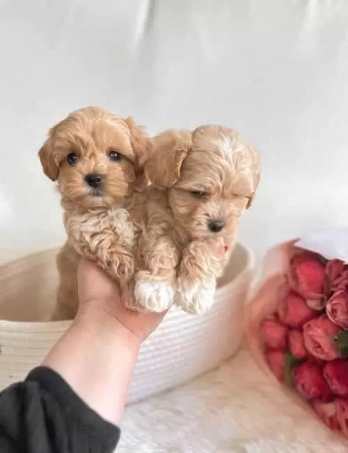 Küçük Irk Maltipoo Şirin Yavrular