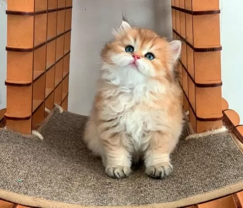 Efsane Güzellikteki Golden British Longhair