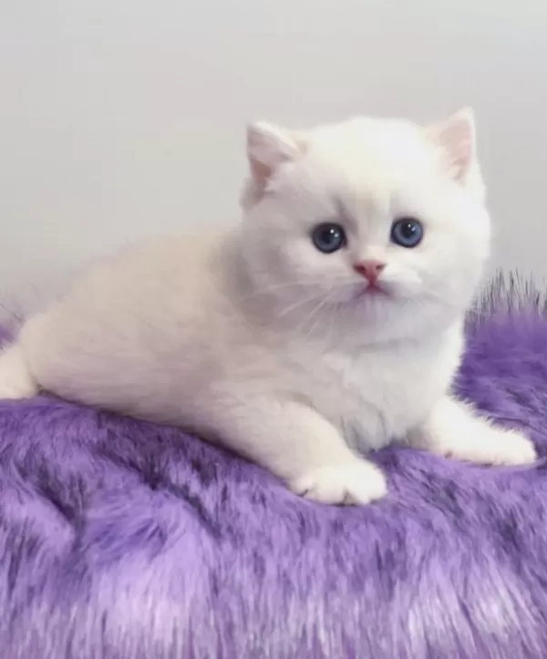 Ucretli Sahiplendirme Dünya Tatlısı British Shorthair