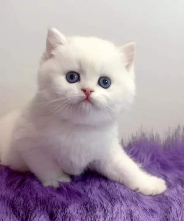 Ucretli Sahiplendirme Dünya Tatlısı British Shorthair