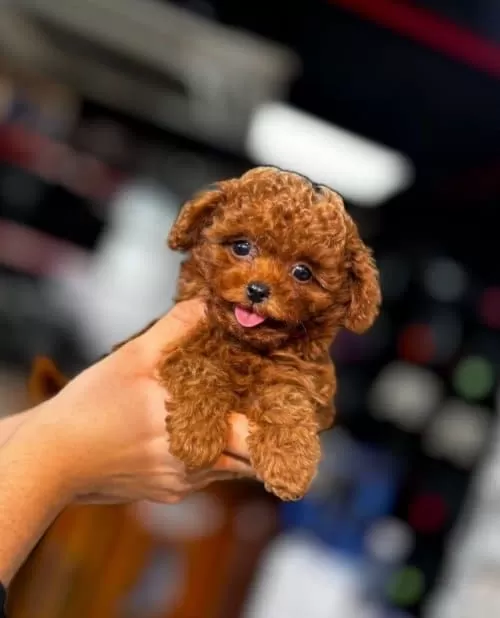 Kore Toy Poodle Anne Altından Yavrular