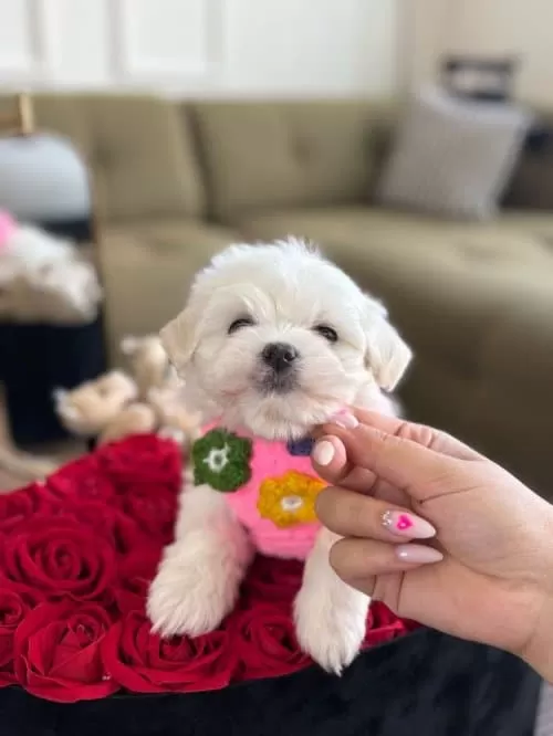 3 Dişi 1 Erkek Yavrularım Maltese Terrier