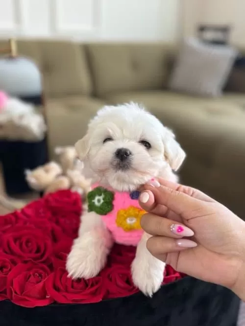 3 Dişi 1 Erkek Yavrularım Maltese Terrier