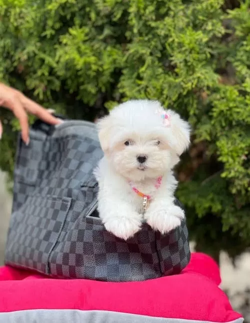Erkek Maltese Terrier Yavrusuu