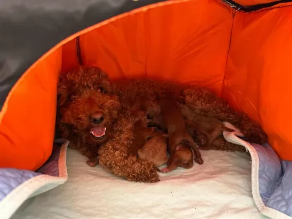 Güzeller Güzeli Toy Poodle Yavrularımız