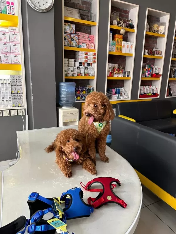 Güzeller Güzeli Toy Poodle Yavrularımız
