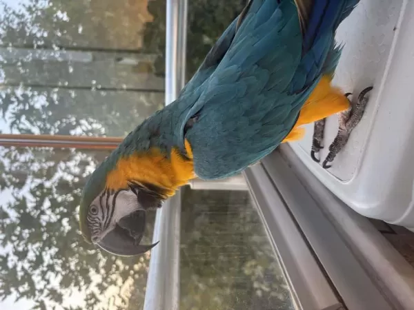 Full Evcil Belgeli Evraklı Macaw Papağanı