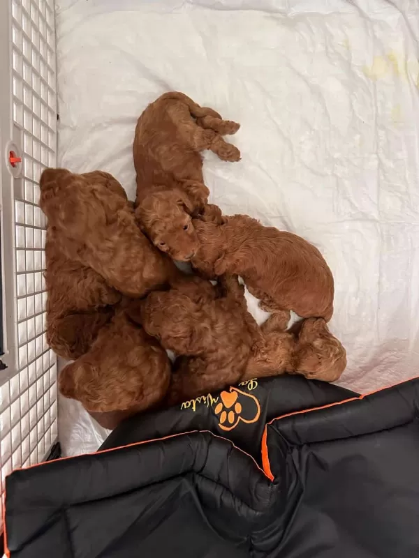 Güzeller Güzeli Toy Poodle Yavrularımız