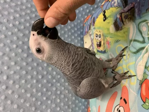 100 Kelime Konuşan Evcil Jako Papağanım