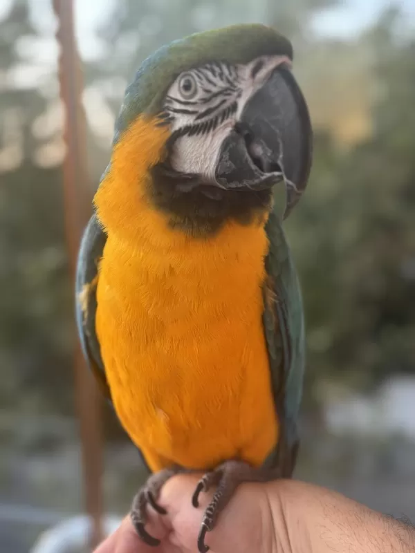 Full Evcil Belgeli Evraklı Macaw Papağanı