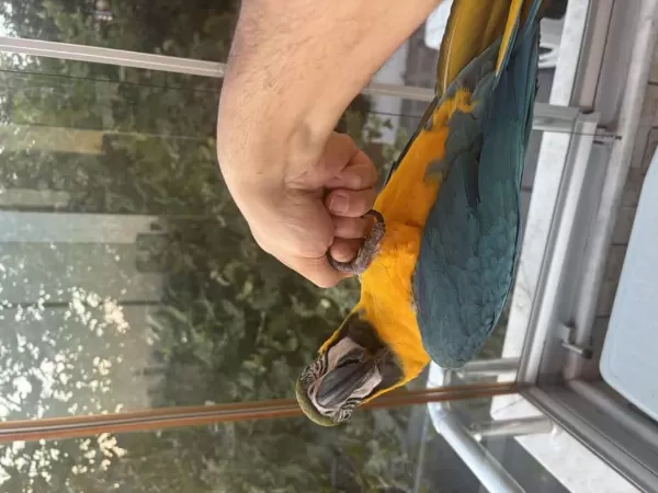 Full Evcil Belgeli Evraklı Macaw Papağanı
