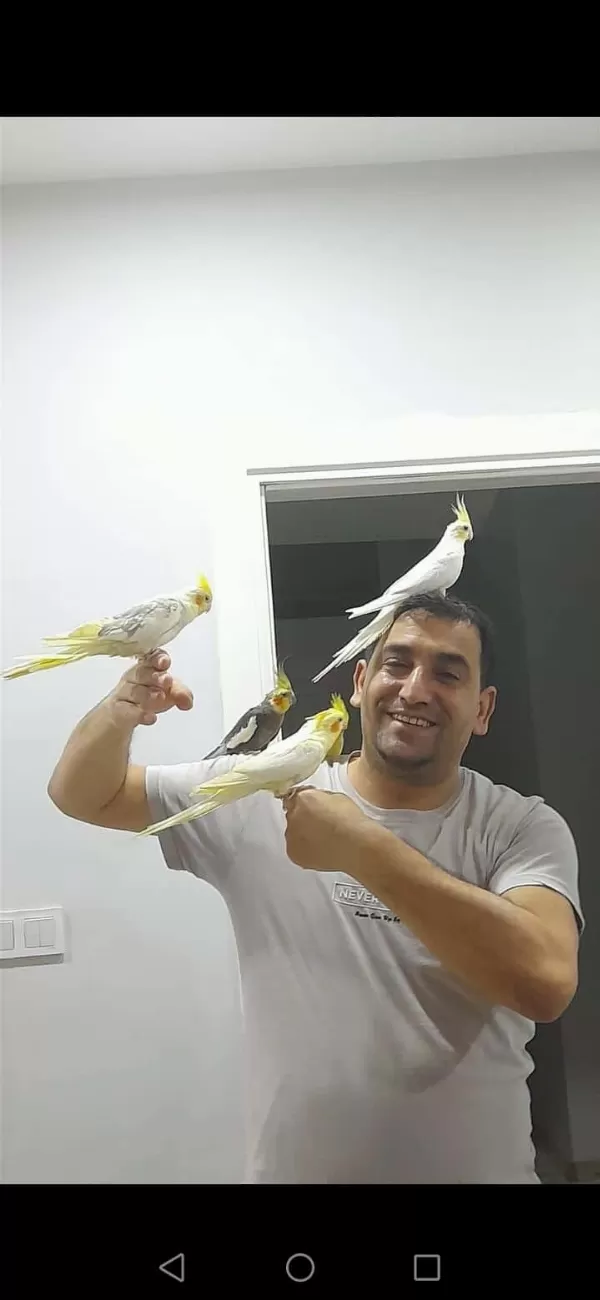 Yerli Üretim Sultan Papağanlarimiz