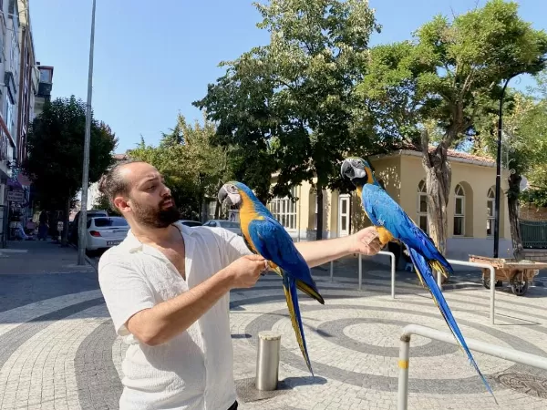50 Kelime Konuşan Macaw Papağanı