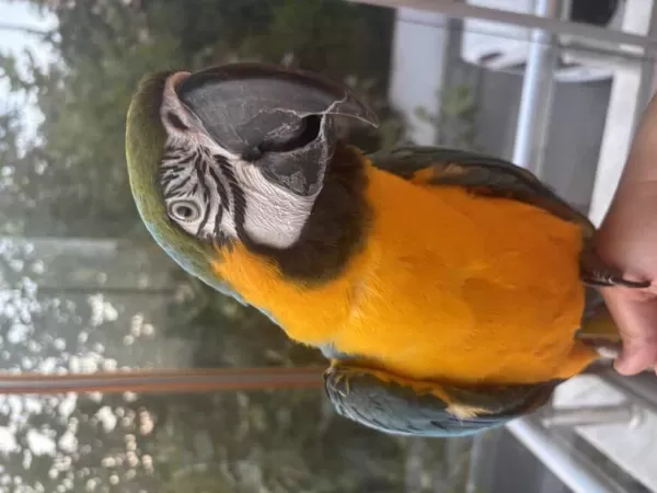 Full Evcil Belgeli Evraklı Macaw Papağanı