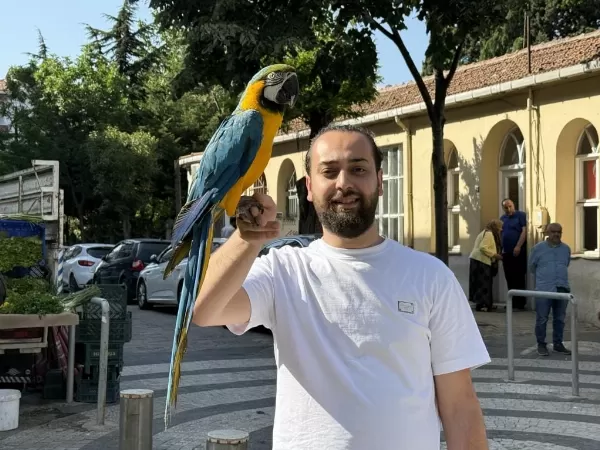 Sari Lacivert Konuşan Macaw Papağanı