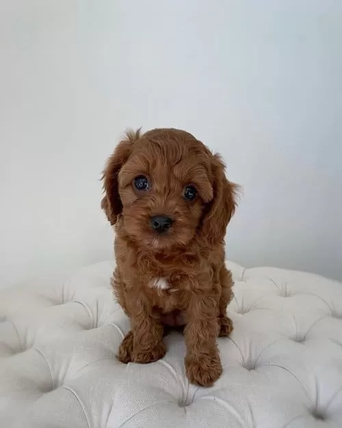 Red Brown Toy Poodle Yavrular