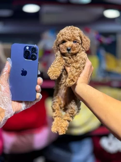 Kore Kan Orjinal Toy Poodle Yavrular