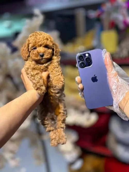 Kore Kan Orjinal Toy Poodle Yavrular