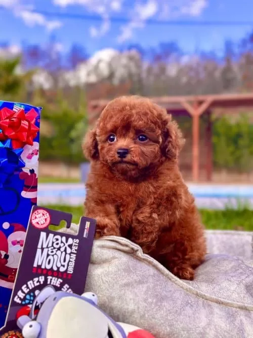 Toy Poodle Kızımız Oyuncu Mocha