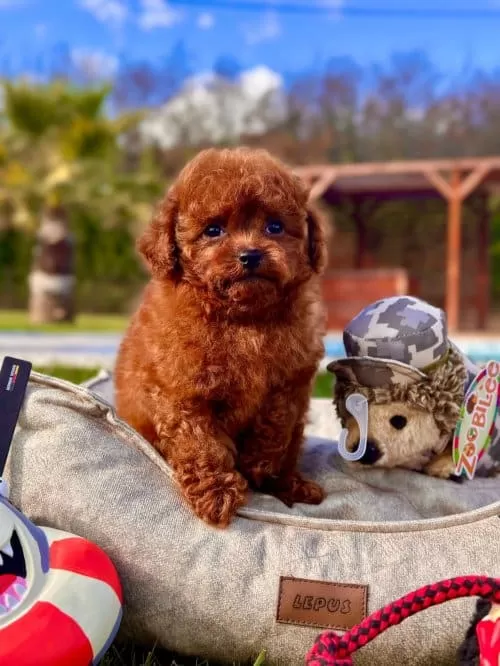Toy Poodle Kızımız Oyuncu Mocha