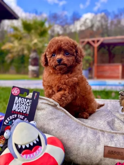 Toy Poodle Kızımız Oyuncu Mocha