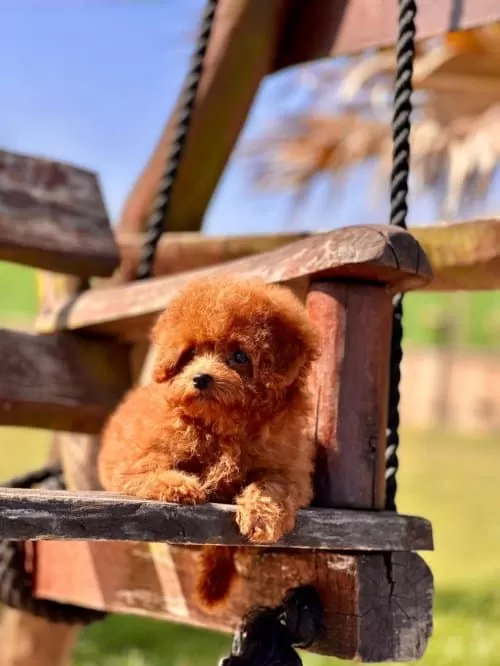 Orijinal Toy Poodle Yavruları.