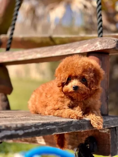 Orijinal Toy Poodle Yavruları.