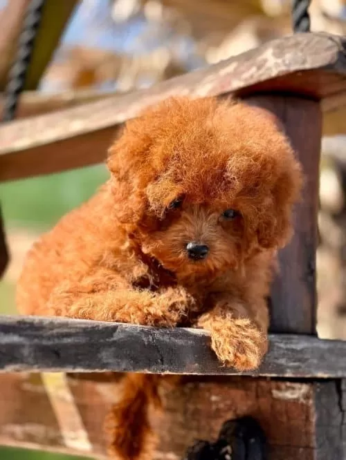 Orijinal Toy Poodle Yavruları.