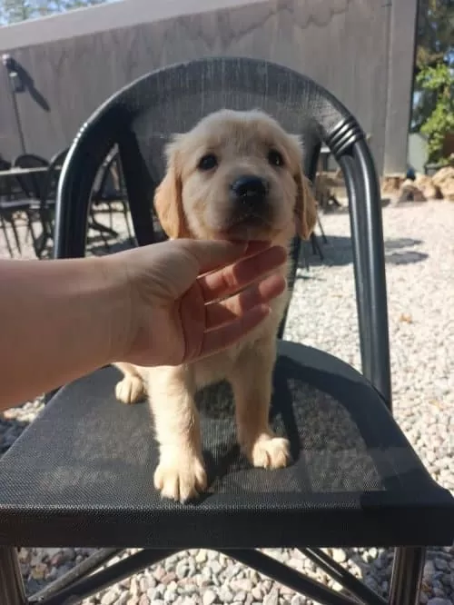 Sevimli Golden Yavruları Yeni Yuvasina Hazır