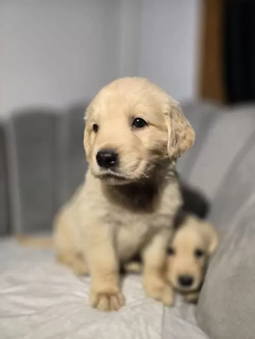 Sevimli Golden Yavruları Yeni Yuvasina Hazır