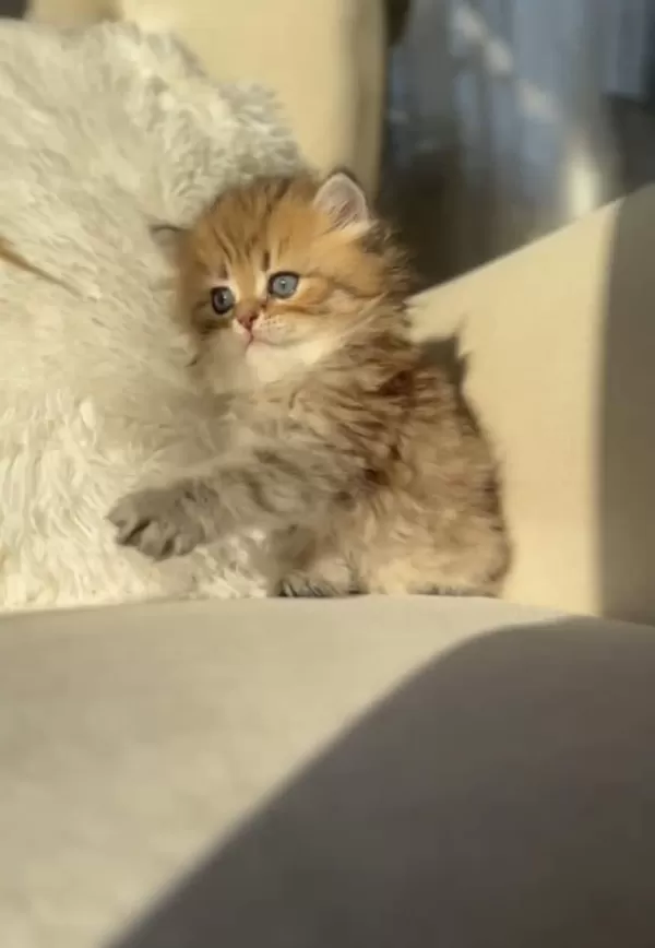 Bu Oğluşa Aşık Olunur