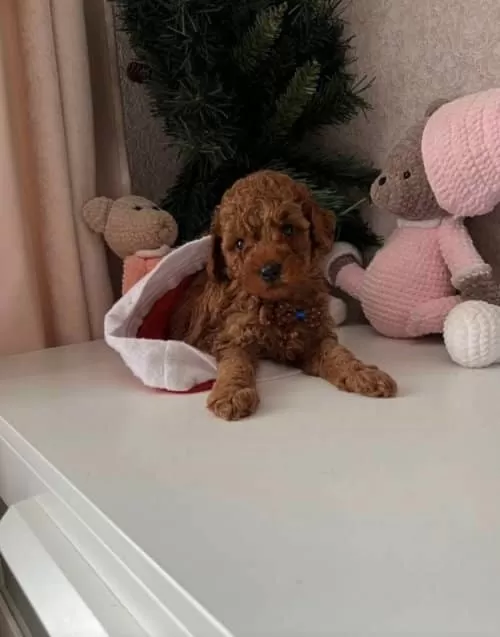 Akilli Tatli Masum Toy Poodle Yavrucaklarim
