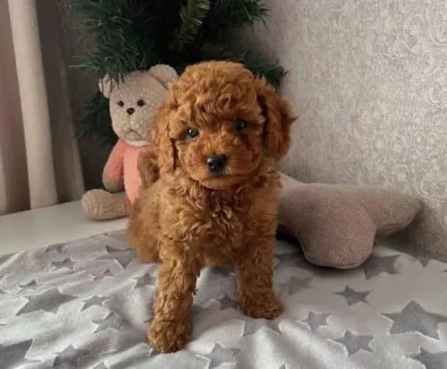 Akilli Tatli Masum Toy Poodle Yavrucaklarim