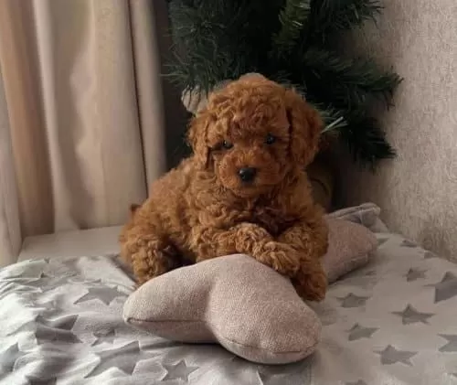 Akilli Tatli Masum Toy Poodle Yavrucaklarim