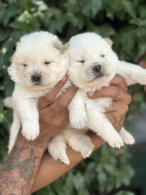 Aşıları Yapılmış Chow Chow Bebekler