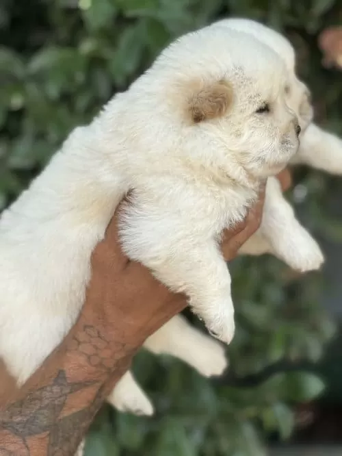 Aşıları Yapılmış Chow Chow Bebekler