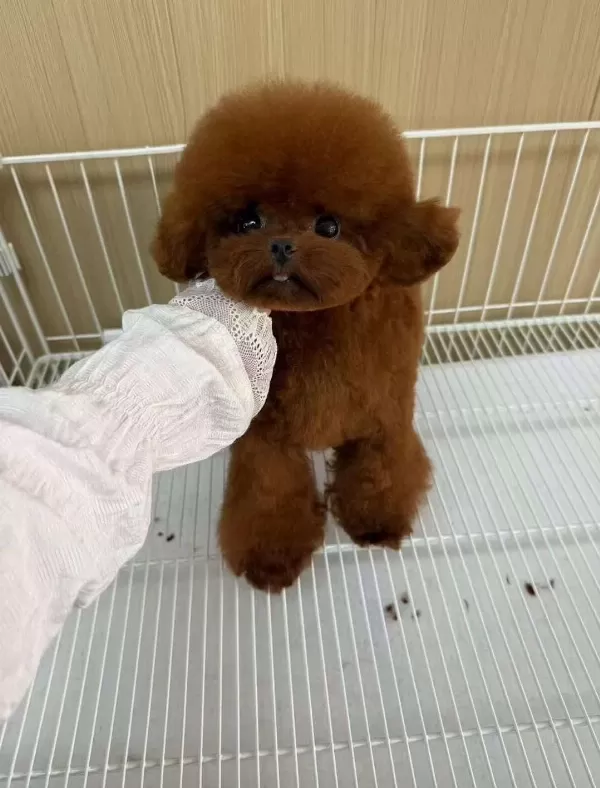 Kore Red Maltipoo Kirmizi Yavrular