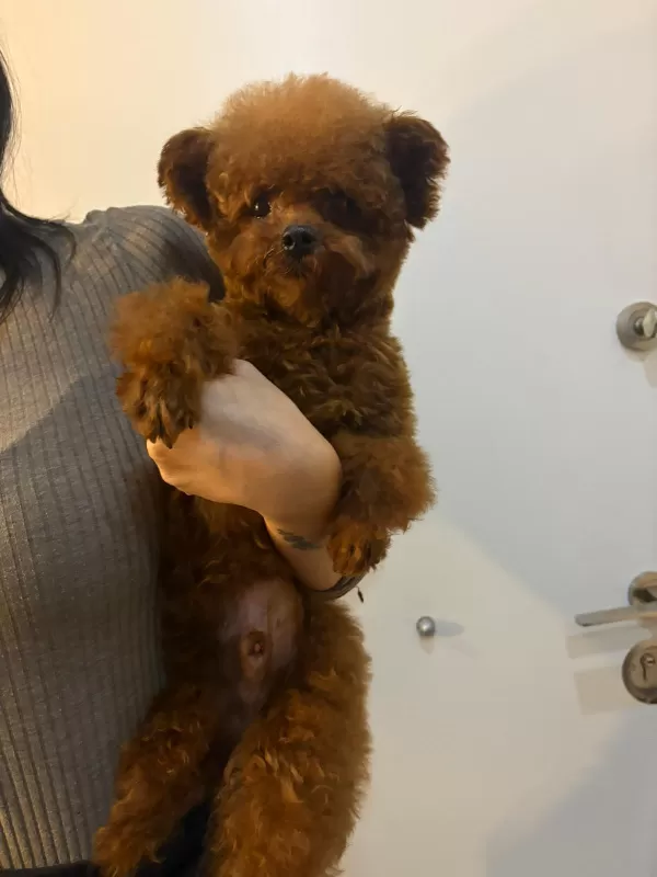 Toy Poodle Safkan Kore Gen