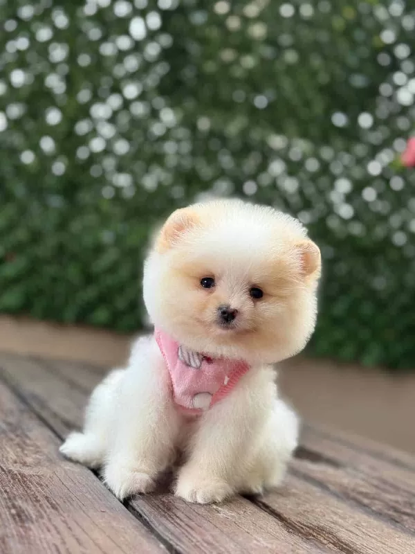 Barbie Bebek Pomerian