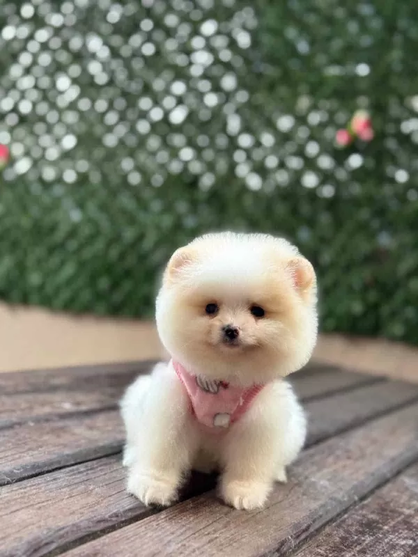 Barbie Bebek Pomerian