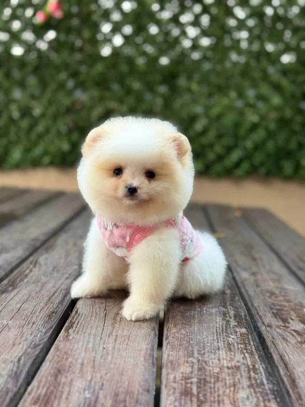 Barbie Bebek Pomerian