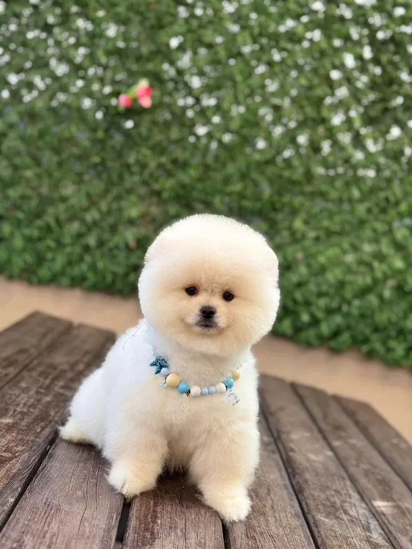 Aşıları Tam Pomerian Yavrumuz