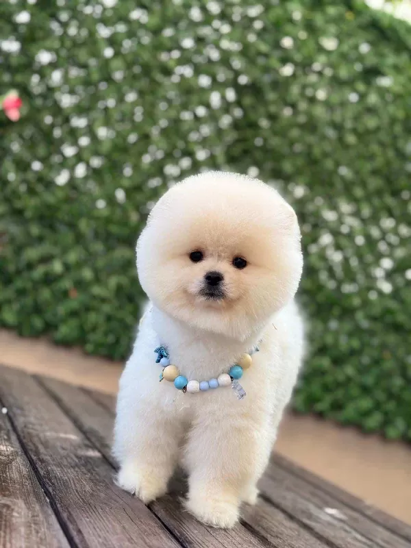 Aşıları Tam Pomerian Yavrumuz