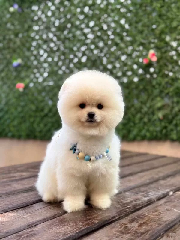 Aşıları Tam Pomerian Yavrumuz