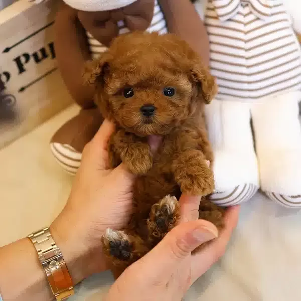Enfes Guzellikteki Show Toy Poodle Bebeklerimiz