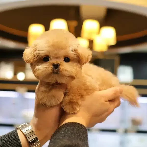 Gerçek Koreli Maltipoo Bebeklerim