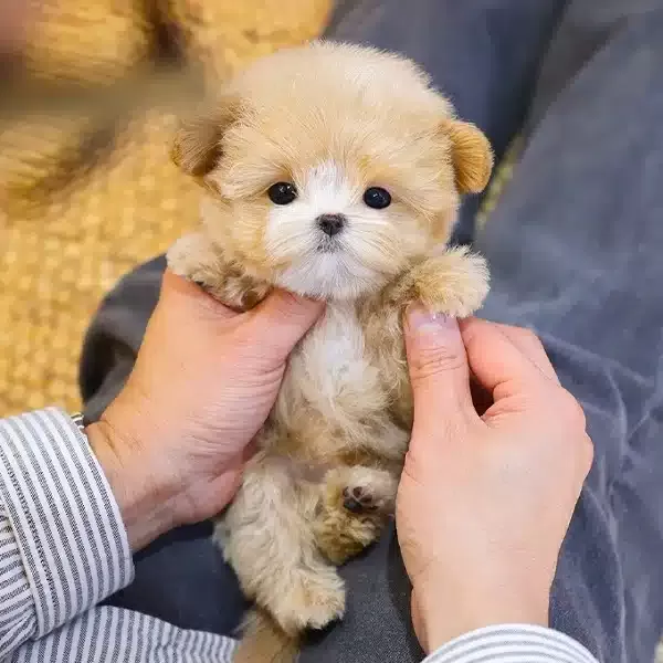 Tatli Ve Seker Ozel Kore Maltipoo Bebeklerim