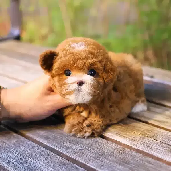 Safkan Irk Garantili Toy Poodle Yavrularım