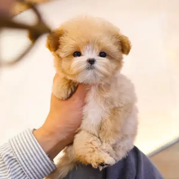 Tatli Ve Seker Ozel Kore Maltipoo Bebeklerim