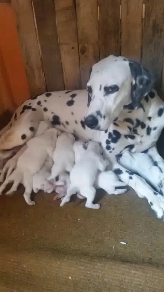 Irk Garantili Dalmaçyalı Yavruları